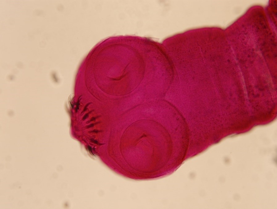 hlavička tasemnice pod mikroskopem